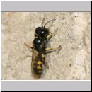 Crossocerus quadrimaculatus - Grabwespe w08a 8mm.jpg